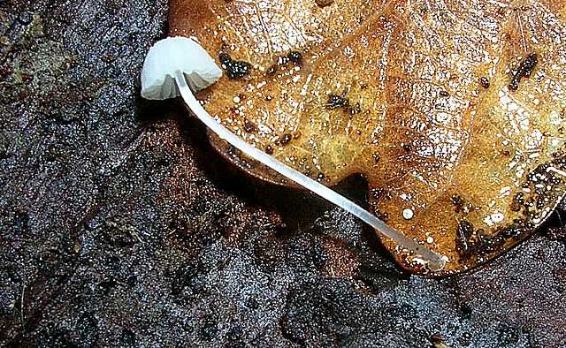2005 :  Un anno di funghi